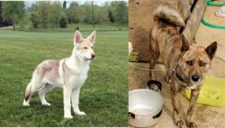 Saarlooswolfhond vs Ryukyu Inu - Breed Comparison