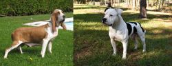 Sabueso Espanol vs American Bulldog - Breed Comparison