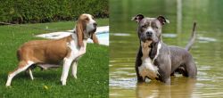 Sabueso Espanol vs American Staffordshire Terrier - Breed Comparison