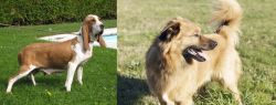 Sabueso Espanol vs Basque Shepherd - Breed Comparison