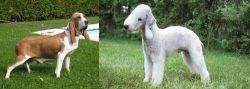 Sabueso Espanol vs Bedlington Terrier - Breed Comparison