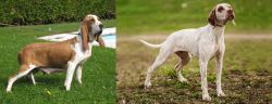 Sabueso Espanol vs Braque du Bourbonnais - Breed Comparison