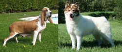 Sabueso Espanol vs Canadian Eskimo Dog - Breed Comparison