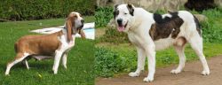 Sabueso Espanol vs Central Asian Shepherd - Breed Comparison