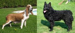 Sabueso Espanol vs Croatian Sheepdog - Breed Comparison