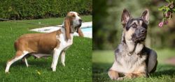 Sabueso Espanol vs East European Shepherd - Breed Comparison