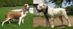 Sabueso Espanol vs Hermes Bulldogge - Breed Comparison