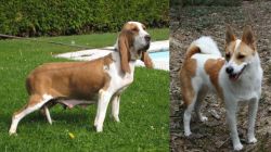 Sabueso Espanol vs Norrbottenspets - Breed Comparison