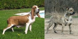 Sabueso Espanol vs Perro de Presa Mallorquin - Breed Comparison