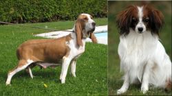 Sabueso Espanol vs Phalene - Breed Comparison