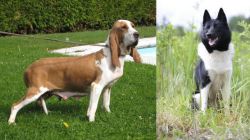 Sabueso Espanol vs Russo-European Laika - Breed Comparison