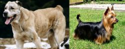 Sage Koochee vs Australian Silky Terrier - Breed Comparison