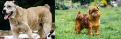 Sage Koochee vs Belgian Griffon - Breed Comparison