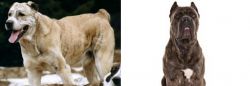 Sage Koochee vs Cane Corso - Breed Comparison
