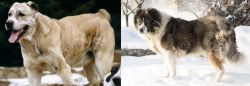 Sage Koochee vs Caucasian Shepherd - Breed Comparison