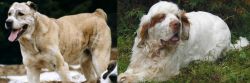 Sage Koochee vs Clumber Spaniel - Breed Comparison