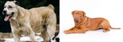 Sage Koochee vs Dogue De Bordeaux - Breed Comparison