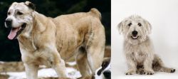 Sage Koochee vs Glen of Imaal Terrier - Breed Comparison