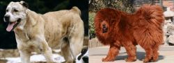 Sage Koochee vs Himalayan Mastiff - Breed Comparison