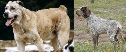 Sage Koochee vs Perdiguero de Burgos - Breed Comparison