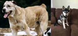 Sage Koochee vs Pomsky - Breed Comparison