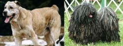 Sage Koochee vs Puli - Breed Comparison