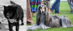 Sakhalin Husky vs Afghan Hound - Breed Comparison