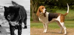 Sakhalin Husky vs Artois Hound - Breed Comparison