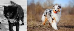 Sakhalin Husky vs Australian Shepherd - Breed Comparison