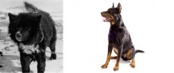 Sakhalin Husky vs Beauceron - Breed Comparison