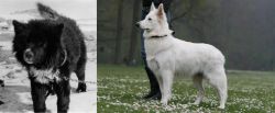 Sakhalin Husky vs Berger Blanc Suisse - Breed Comparison