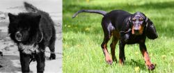 Sakhalin Husky vs Black and Tan Coonhound - Breed Comparison