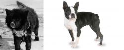 Sakhalin Husky vs Boston Terrier - Breed Comparison