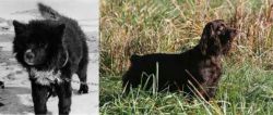 Sakhalin Husky vs Boykin Spaniel - Breed Comparison