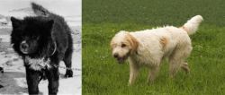 Sakhalin Husky vs Briquet Griffon Vendeen - Breed Comparison