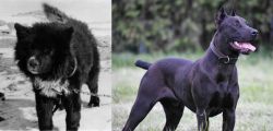 Sakhalin Husky vs Canis Panther - Breed Comparison