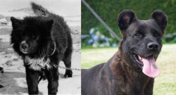 Sakhalin Husky vs Cao Fila de Sao Miguel - Breed Comparison