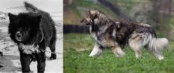 Sakhalin Husky vs Carpatin - Breed Comparison