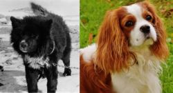 Sakhalin Husky vs Cavalier King Charles Spaniel - Breed Comparison
