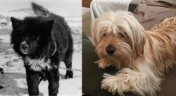 Sakhalin Husky vs Cyprus Poodle - Breed Comparison