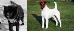 Sakhalin Husky vs Fox Terrier (Smooth) - Breed Comparison