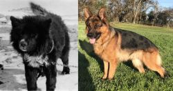 Sakhalin Husky vs German Shepherd - Breed Comparison