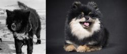 Sakhalin Husky vs German Spitz (Klein) - Breed Comparison