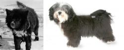 Sakhalin Husky vs Havanese - Breed Comparison
