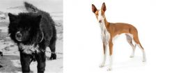 Sakhalin Husky vs Ibizan Hound - Breed Comparison