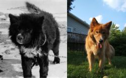 Sakhalin Husky vs Karelo-Finnish Laika - Breed Comparison