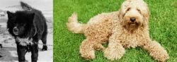 Sakhalin Husky vs Labradoodle - Breed Comparison