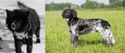 Sakhalin Husky vs Large Munsterlander - Breed Comparison
