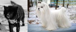 Sakhalin Husky vs Maltese - Breed Comparison