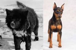 Sakhalin Husky vs Miniature Pinscher - Breed Comparison